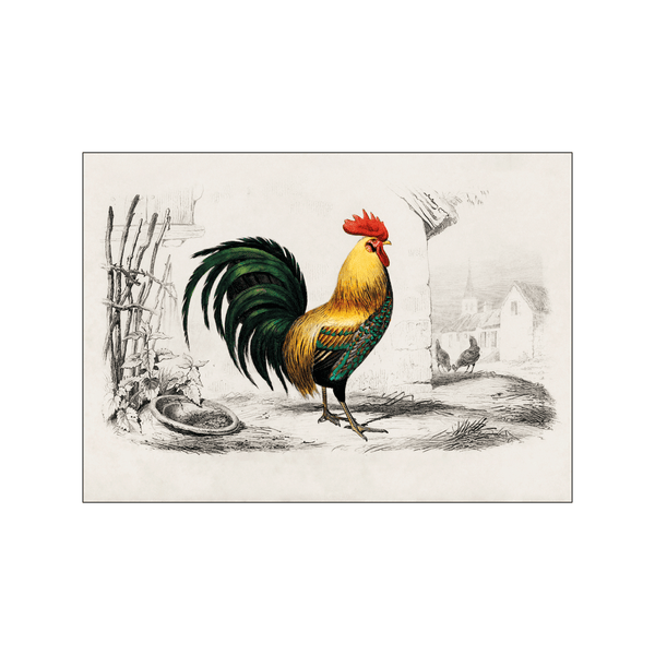 Cock — Art print by Charles Dessalines D' Orbigny from Poster & Frame