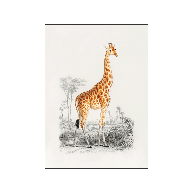 Giraffe — Art print by Charles Dessalines D' Orbigny from Poster & Frame