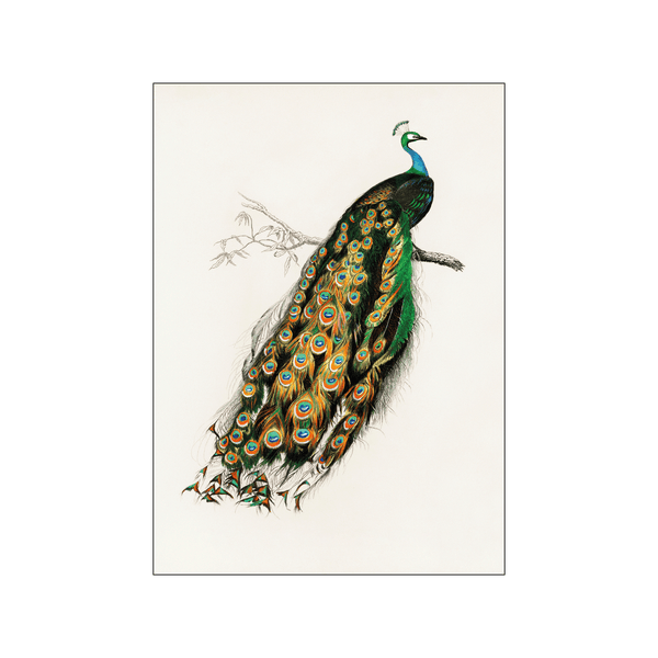Indian Peafowl — Art print by Charles Dessalines D' Orbigny from Poster & Frame