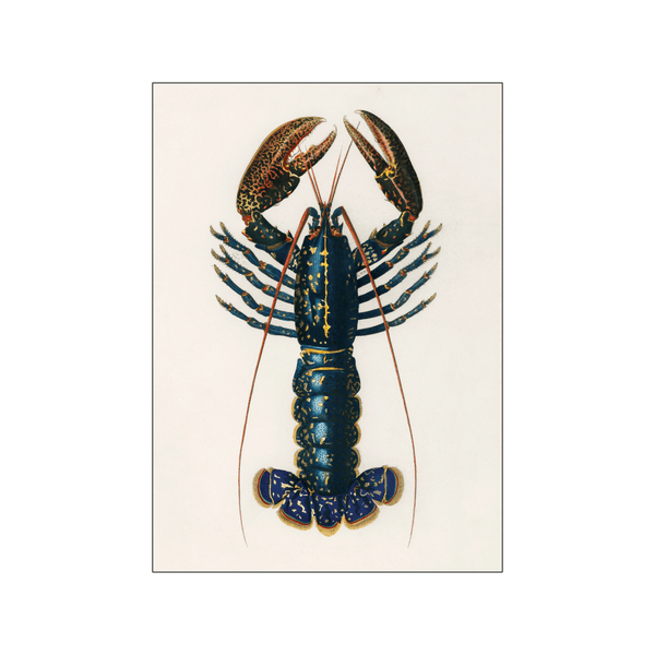 Lobster — Art print by Charles Dessalines D' Orbigny from Poster & Frame