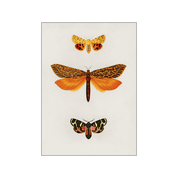 Orange moths — Art print by Charles Dessalines D' Orbigny from Poster & Frame