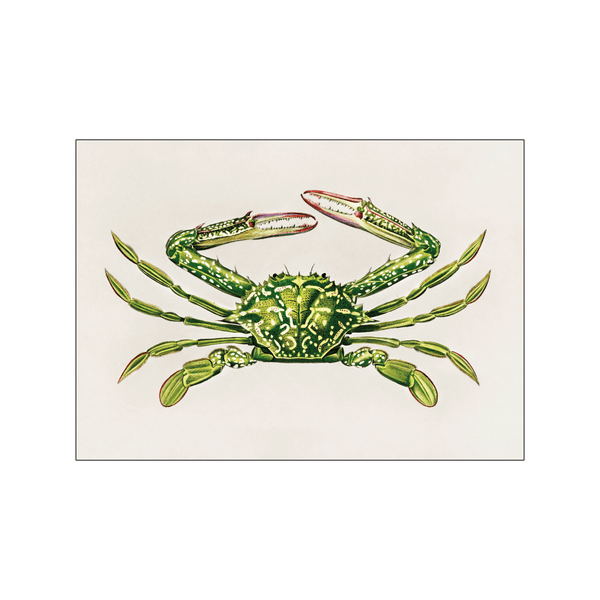 Portunus crab — Art print by Charles Dessalines D' Orbigny from Poster & Frame