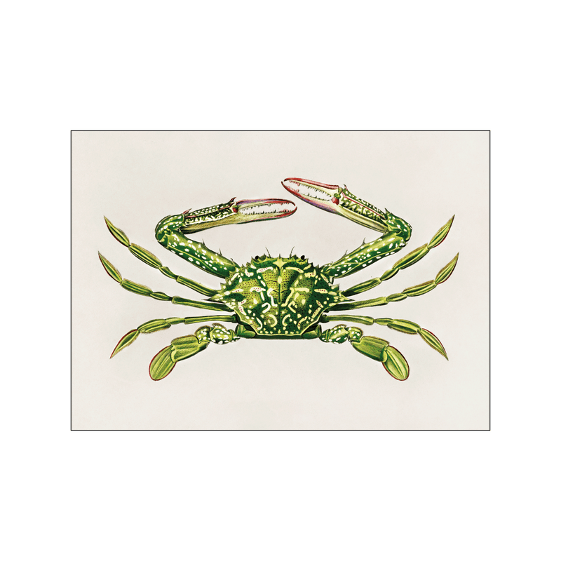 Portunus crab — Art print by Charles Dessalines D' Orbigny from Poster & Frame