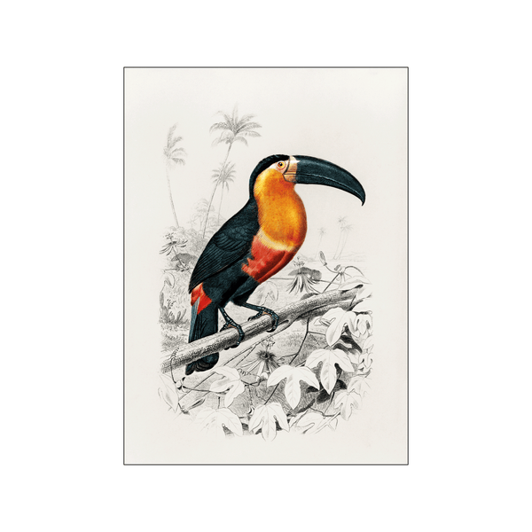 Toucan — Art print by Charles Dessalines D' Orbigny from Poster & Frame