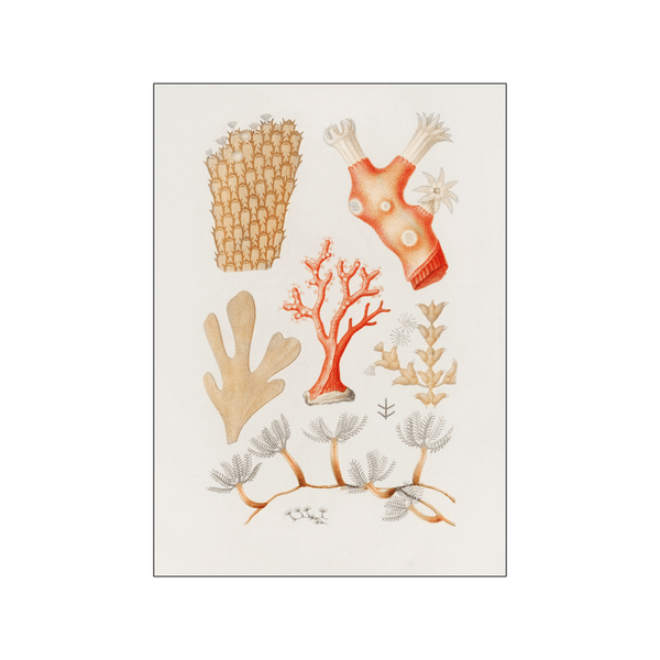 Types of corals — Art print by Charles Dessalines D' Orbigny from Poster & Frame