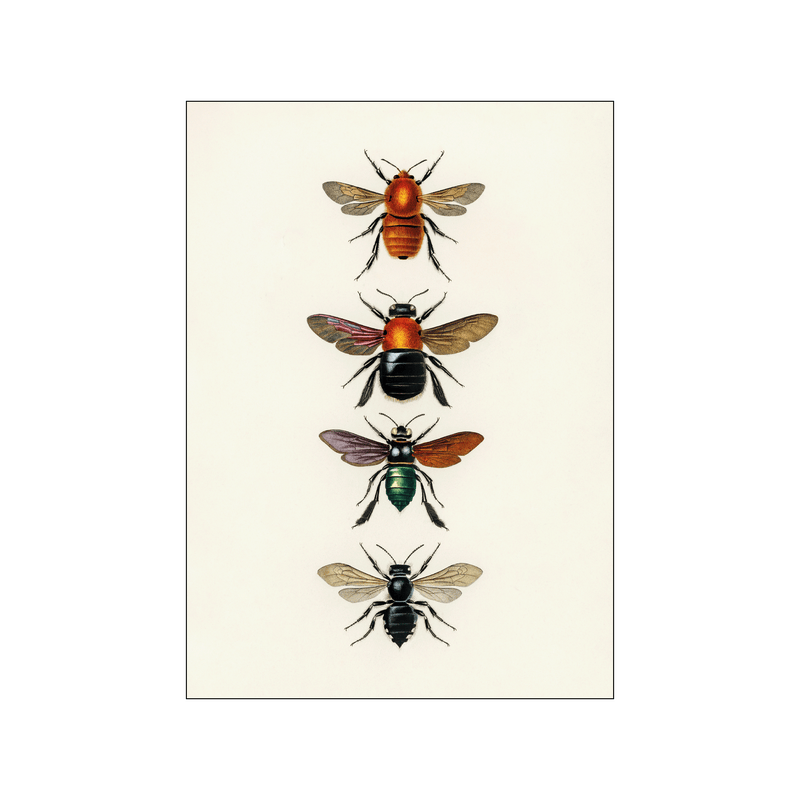 Types of insects — Art print by Charles Dessalines D' Orbigny from Poster & Frame