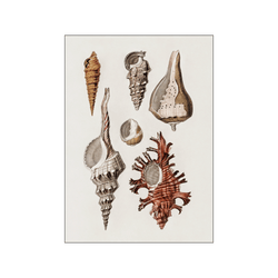 Types of mollusks llll — Art print by Charles Dessalines D' Orbigny from Poster & Frame