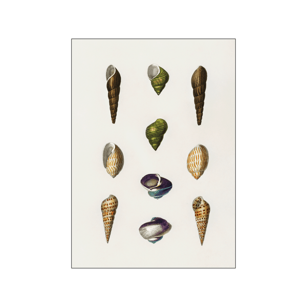 Types of mollusks — Art print by Charles Dessalines D' Orbigny from Poster & Frame