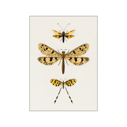Yellow insects — Art print by Charles Dessalines D' Orbigny from Poster & Frame
