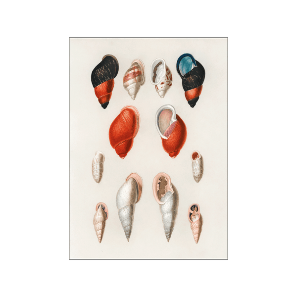 Types of mollusks lll — Art print by Charles Dessalines D' Orbigny from Poster & Frame