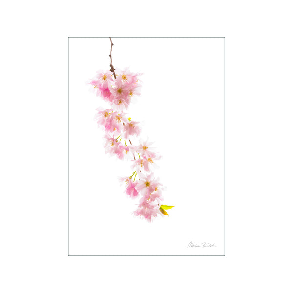 Cherry tree blossom — Art print by Monica Bindslev from Poster & Frame