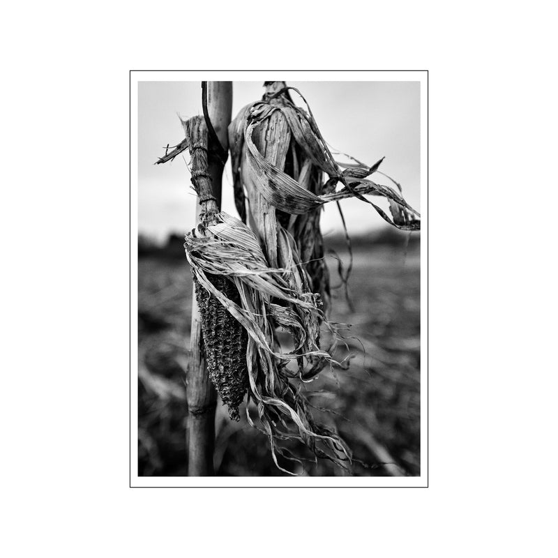 Corn 1 - white border — Art print by ROEDSGAARD from Poster & Frame