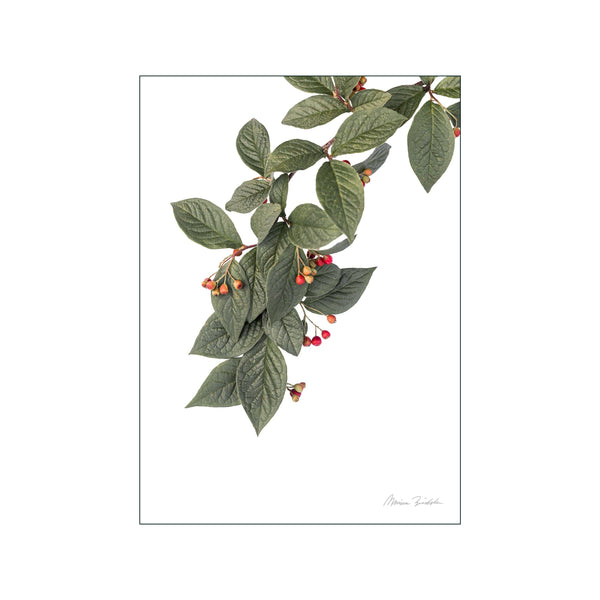 Cotoneaster — Art print by Monica Bindslev from Poster & Frame