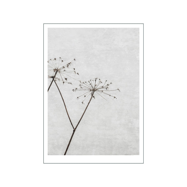 Dried Flower 1 — Art print by Ingrey Studio from Poster & Frame