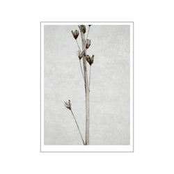Dried Flower 2 — Art print by Ingrey Studio from Poster & Frame
