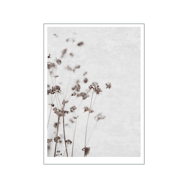 Dried Flower 3 — Art print by Ingrey Studio from Poster & Frame