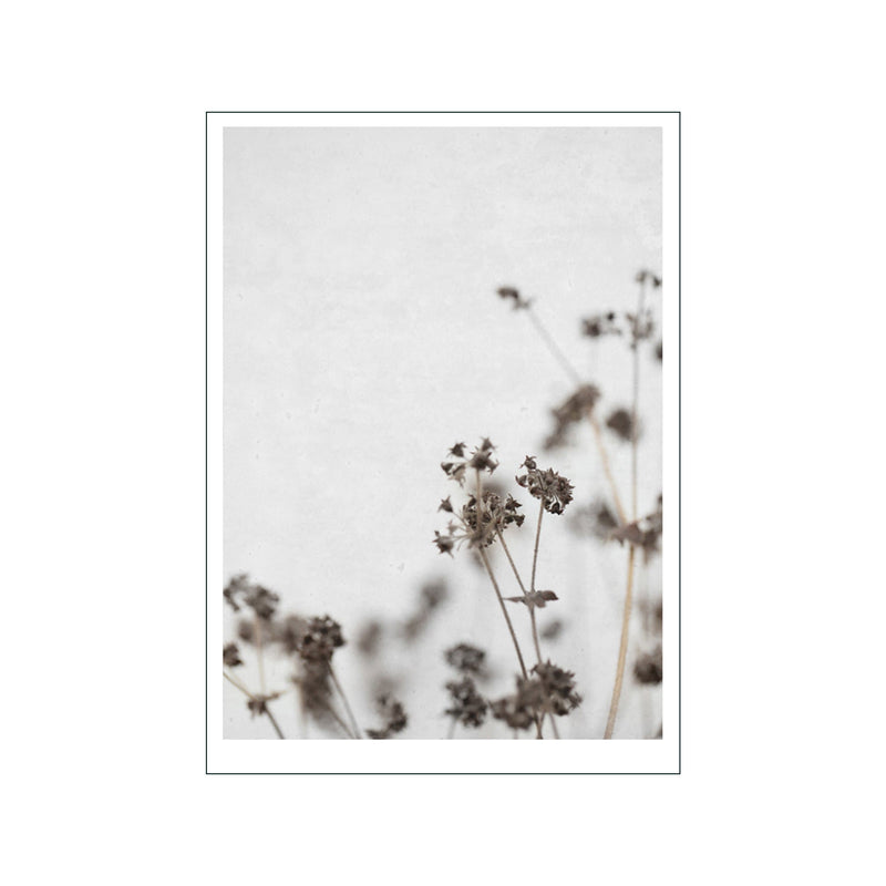 Dried Flower 4 — Art print by Ingrey Studio from Poster & Frame
