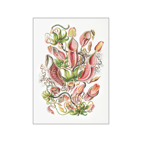 Nepenthaceae–Kannenpflanzen — Art print by Ernst Heackel from Poster & Frame