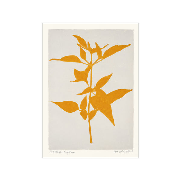 Printed Plant - Eupatorium rugosum — Art print by PSTR Studio from Poster & Frame