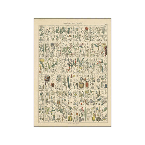 Flora Chart II — Art print by Wild Apple from Poster & Frame