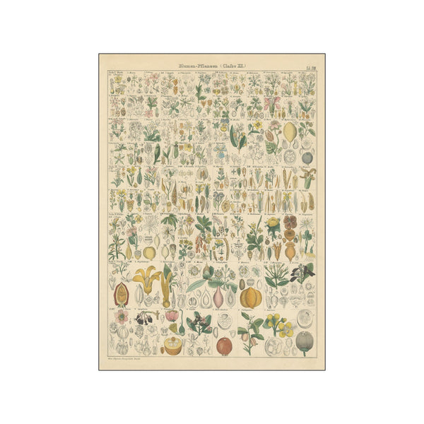 Flora Chart I — Art print by Wild Apple from Poster & Frame