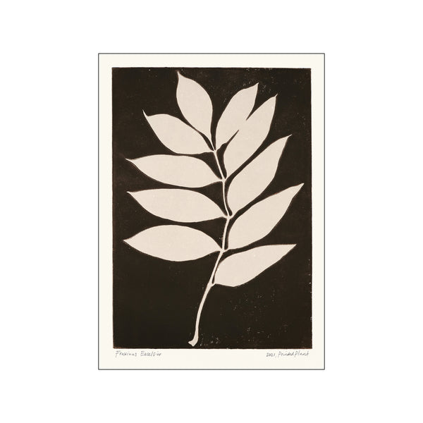 Printed Plant - Fraxinus excelsior II — Art print by PSTR Studio from Poster & Frame