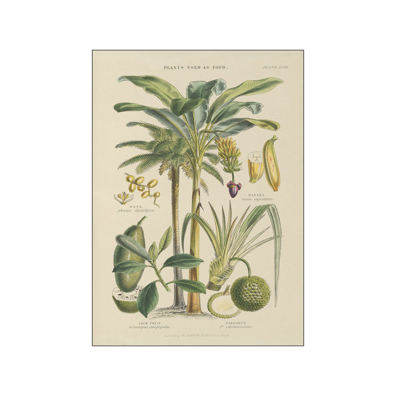 Fruit Trees — Art print by Wild Apple from Poster & Frame
