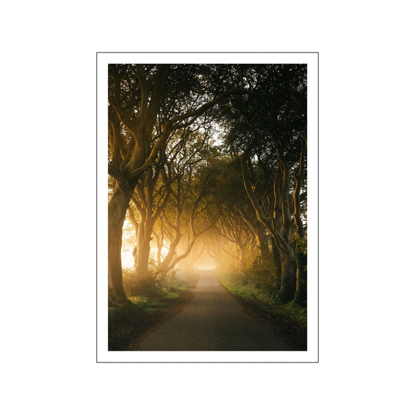 Golden Pathway - White border — Art print by Daniel S. Jensen from Poster & Frame
