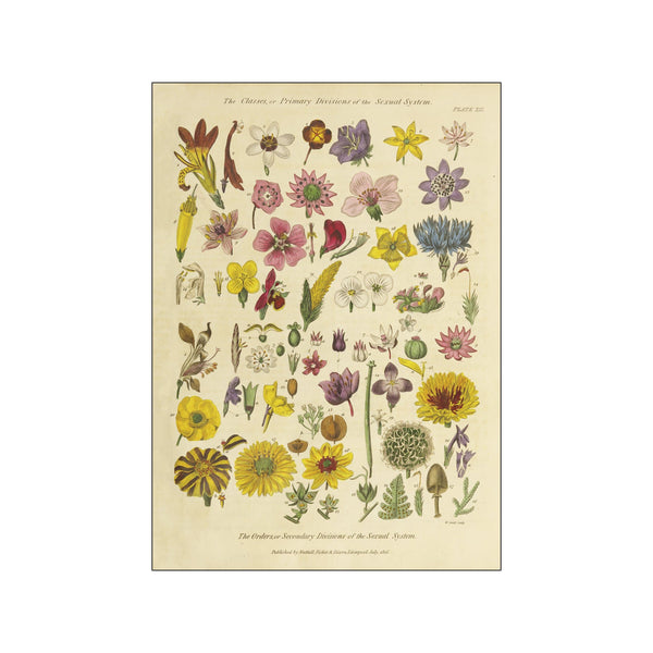 Herbal Botanical XI — Art print by Wild Apple from Poster & Frame