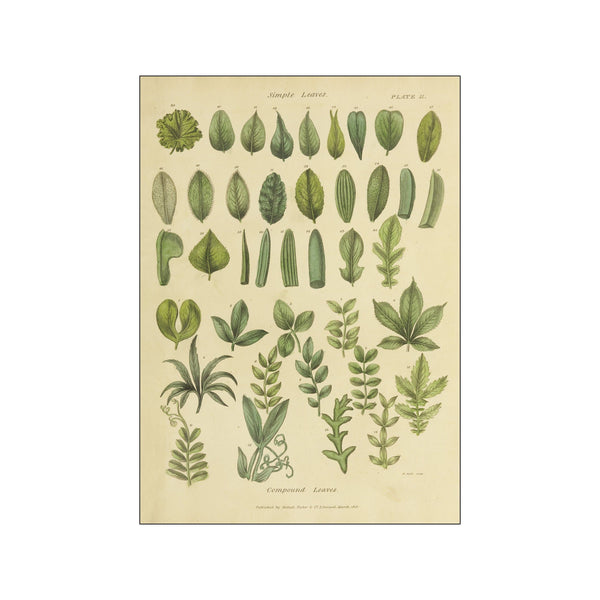 Herbal Botanical X — Art print by Wild Apple from Poster & Frame