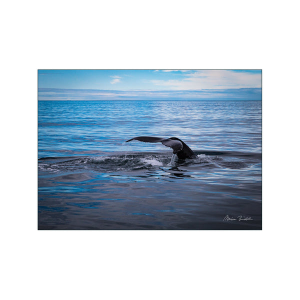 Humpback whale tail — Art print by Monica Bindslev from Poster & Frame
