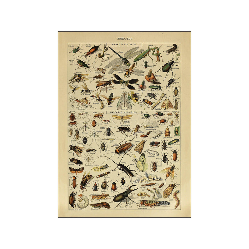 Insects — Art print by Simon Holst from Poster & Frame