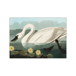 American Swan — Art print by John James Audubon from Poster & Frame