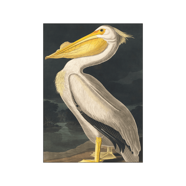 American White Pelican — Art print by John James Audubon from Poster & Frame