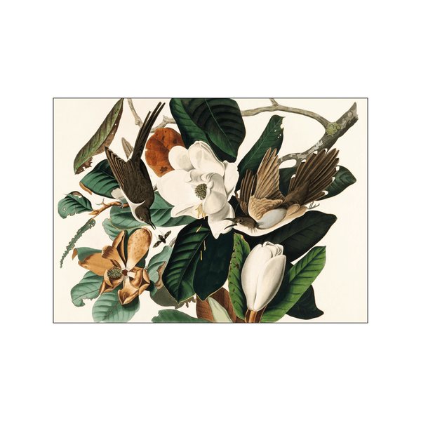 Black-billed-Cuckoo — Art print by John James Audubon from Poster & Frame