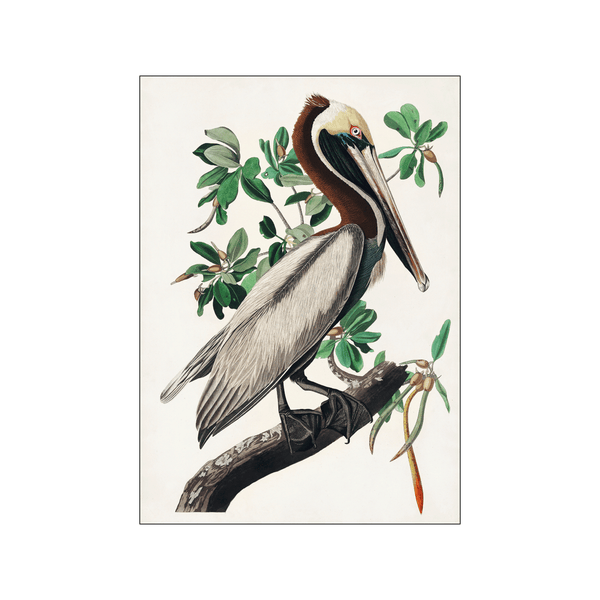 Brown Pelican — Art print by John James Audubon from Poster & Frame