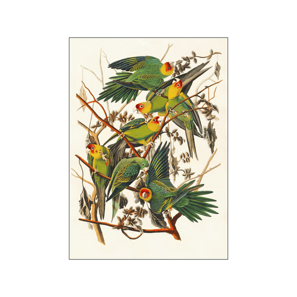 Carolina Parrots — Art print by John James Audubon from Poster & Frame