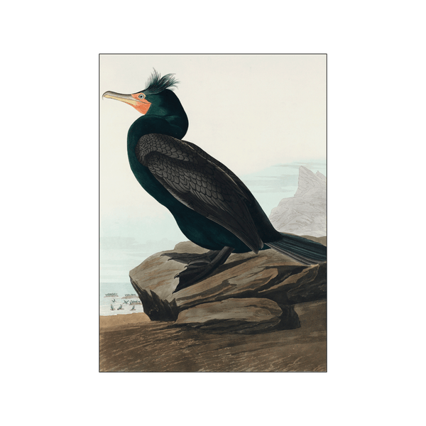 Cormorant — Art print by John James Audubon from Poster & Frame