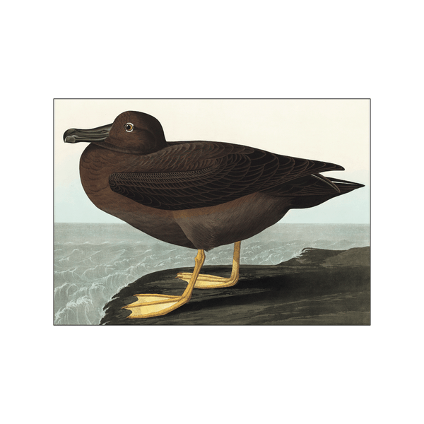 Dusky Albatros — Art print by John James Audubon from Poster & Frame