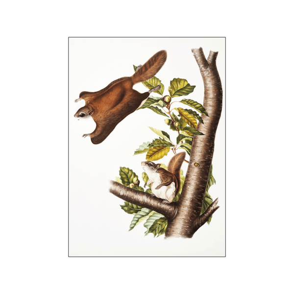 Flying Squirrel — Art print by John James Audubon from Poster & Frame