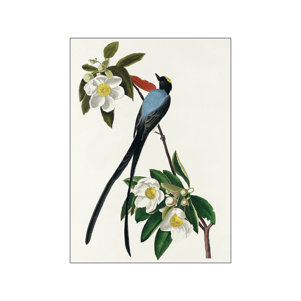 Fork tailed flycatcher — Art print by John James Audubon from Poster & Frame