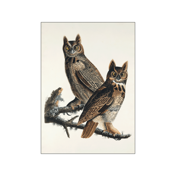 Great Horned Owl — Art print by John James Audubon from Poster & Frame