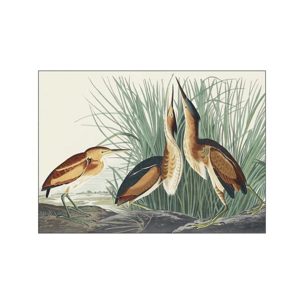 Least Bittern — Art print by John James Audubon from Poster & Frame