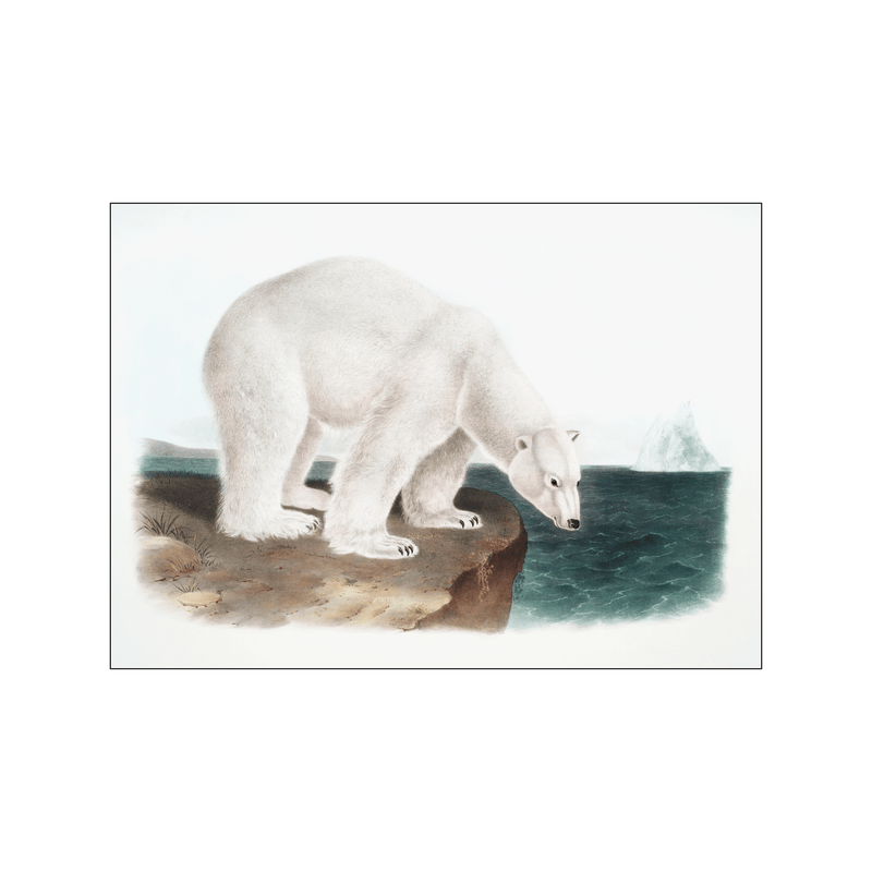 Polar Bear — Art print by John James Audubon from Poster & Frame