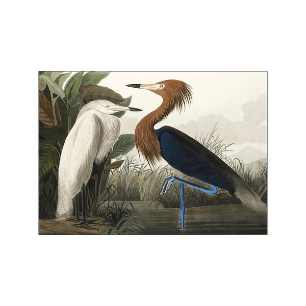 Purple Heron — Art print by John James Audubon from Poster & Frame