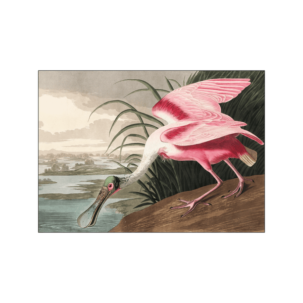 Roseate Spoonbill — Art print by John James Audubon from Poster & Frame