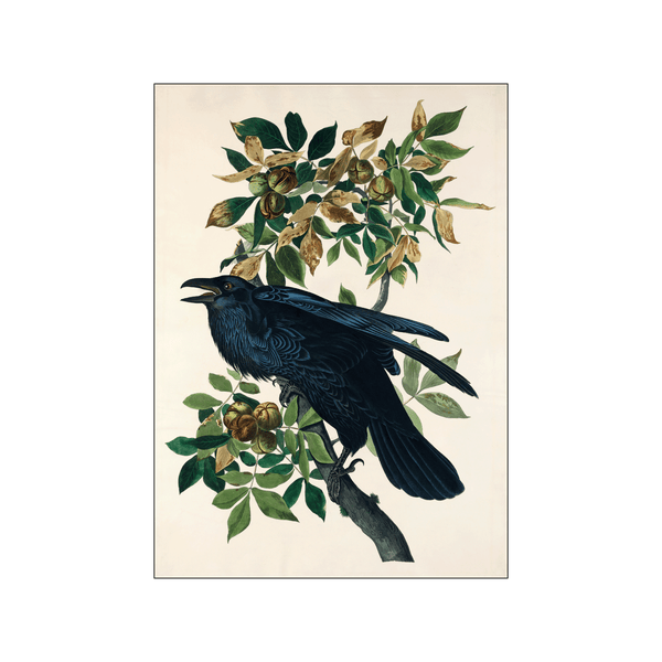 Raven — Art print by John James Audubon from Poster & Frame