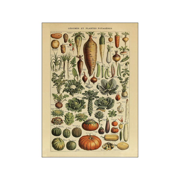 Legumes — Art print by Simon Holst from Poster & Frame