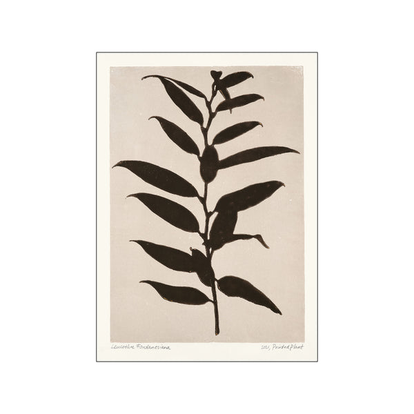 Printed Plant - Leucothoe Fontanesiana — Art print by PSTR Studio from Poster & Frame