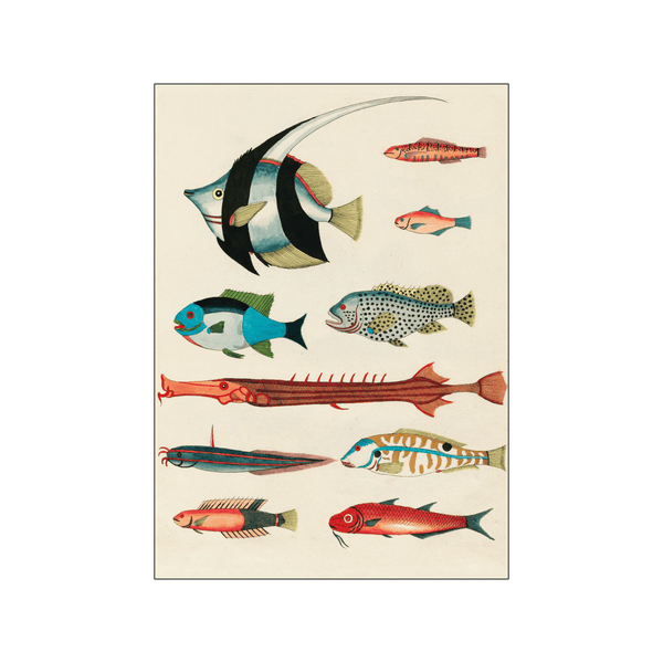Colorful fishes lll — Art print by Louis Renard from Poster & Frame